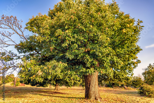 Mature chestnut tree.