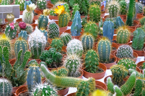 Various green cactus plant with spikes and other houseplants in small pots in garden shop. Cactus sold in store.