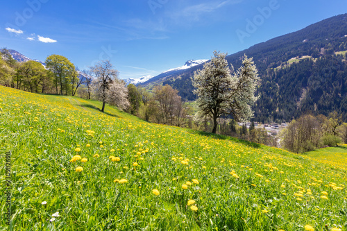 Yellow wildflowers on grass fields in spring, Luzein, Prattigau-Davos region, canton of Graubunden photo