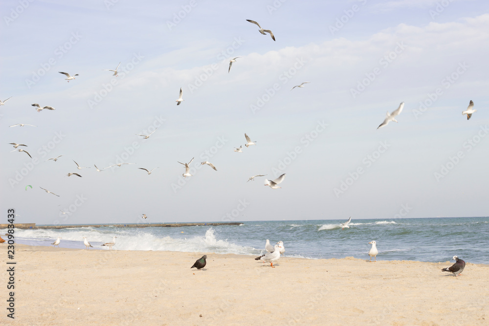 Flight and life of gulls on the Black Sea.