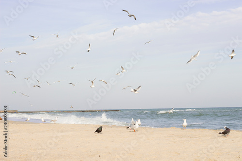 Flight and life of gulls on the Black Sea.