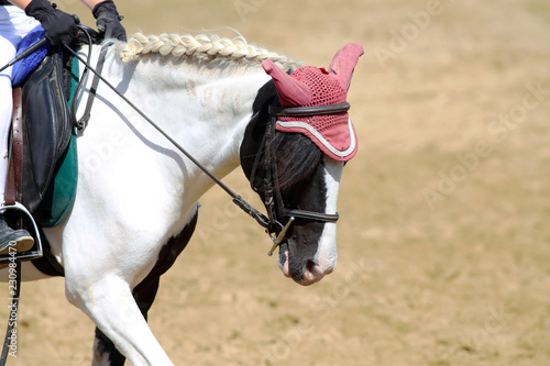 Side view portrait close up of a beautiful sport horse under saddle on natural background, equestrian sport