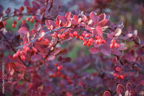 Autumn red