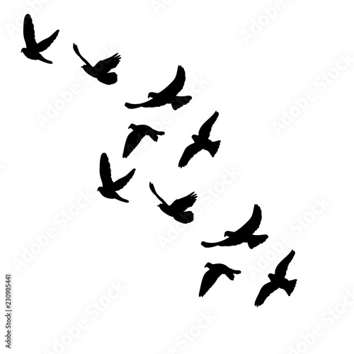 vector isolated silhouette of flocks of birds