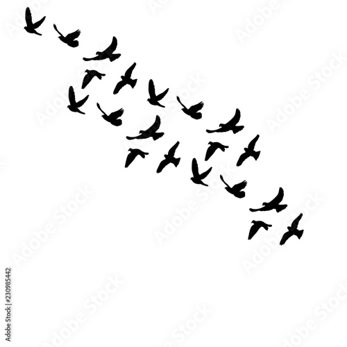 vector isolated silhouette of flocks of birds