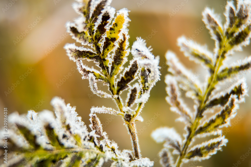frozen autumn fern leaves in ice crystals at sunset frozen autumn fern leaves in ice crystals at sunset
