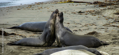 Elephant Seals at Piedras, San Simeon, California