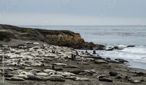 Elephant Seals at Piedras, San Simeon, California