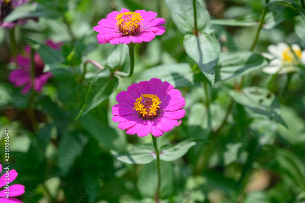 Obraz premium コスモス・花・植物・季節・紫