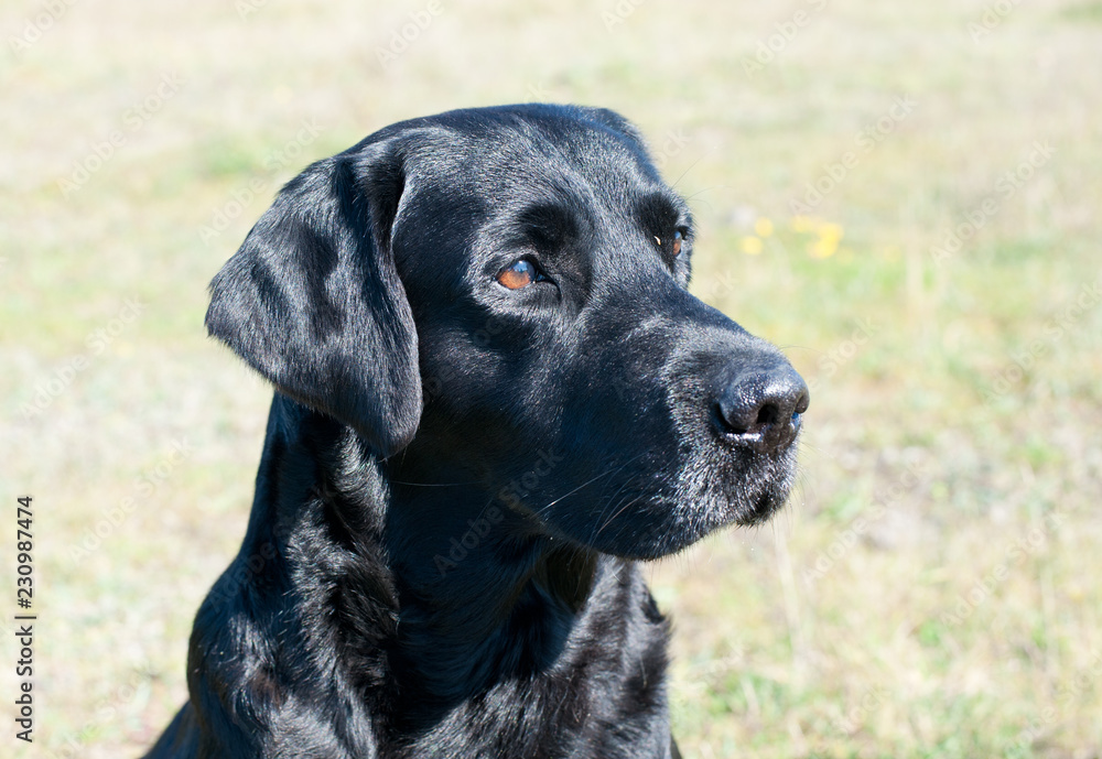 Black Labrador portrait 