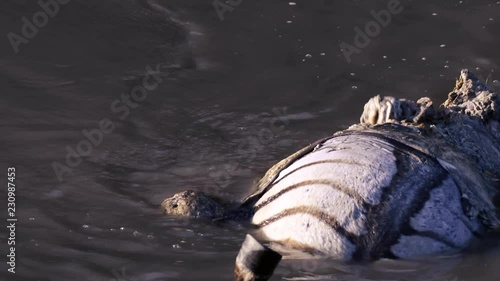 Crocodile eating dead zebra in a river stream in Maasai Mara triangle, Kenya