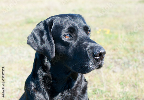 Black Labrador portrait 
