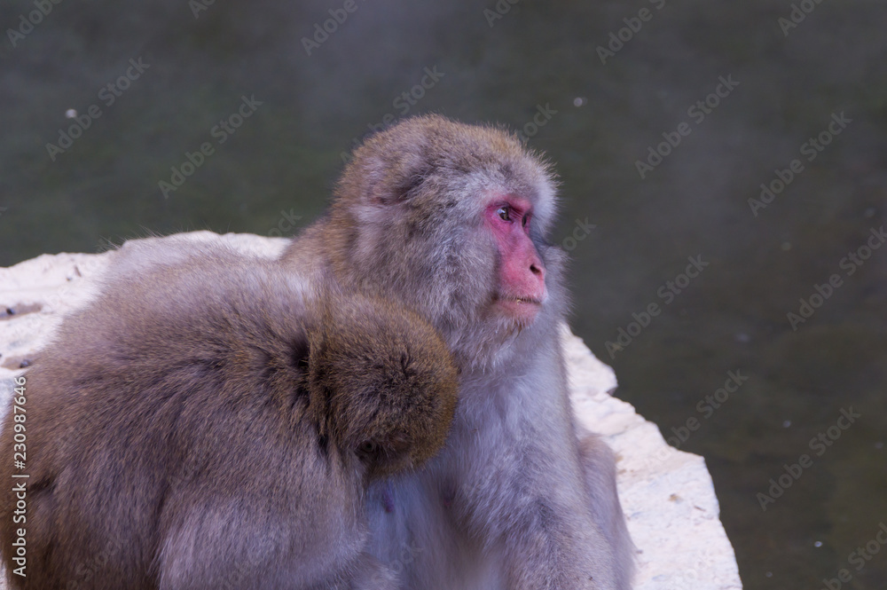 Naklejka premium ニホンザル