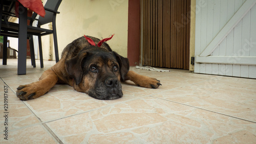 Chien pensif