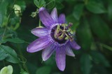 kwiat męczennicy odmiana lady lavender