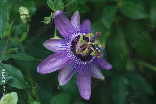 kwiat męczennicy odmiana lady lavender
