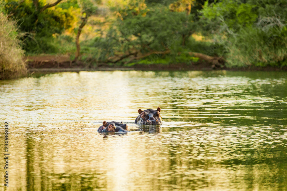 Hippopotamus (Hippopotamus amphibius), Zululand Hippopotamus (Hippopotamus amphibius), Zululand