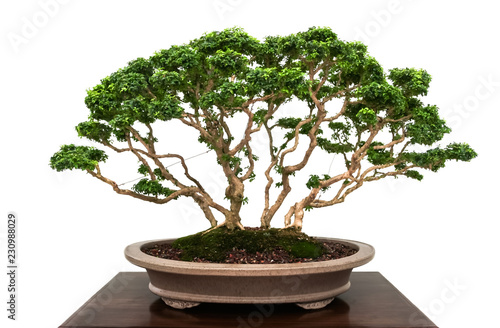 Japanese bonsai miniature tree in ceramic pot isolated on white background