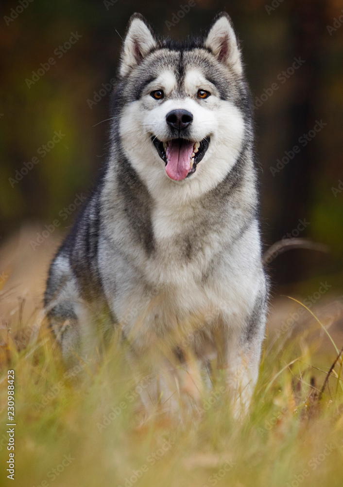 Malamute dog in the woods