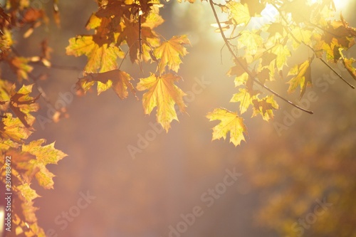 Autumn maple leaves in the sun and blurred trees. Autumn background.