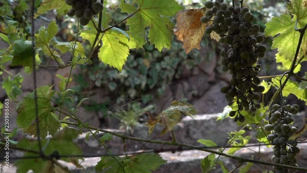 Unripe green grapes growing on a vineyard Unripe green grapes growing on a vineyard