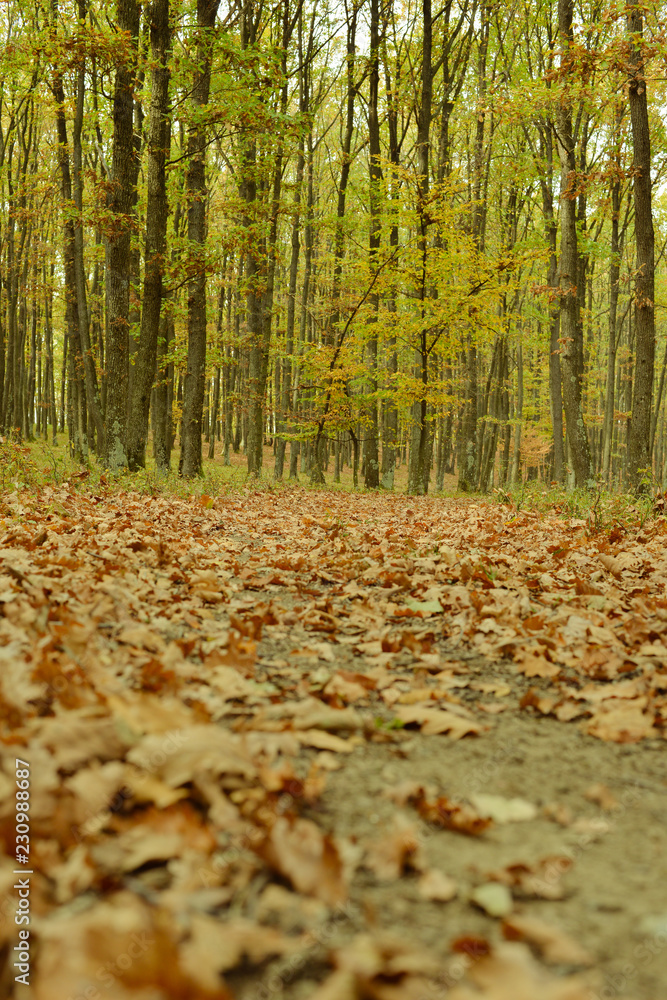 A beautiful autumn afternoon in the park.