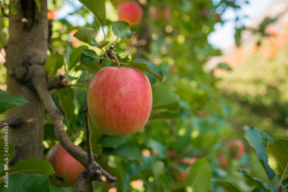 ripe pink lady apples variety on a apple tree at South Tyrol in Italy. Harvest time in apple country South Tyrol. Selective focus