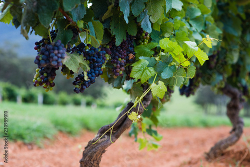 hunter valley
