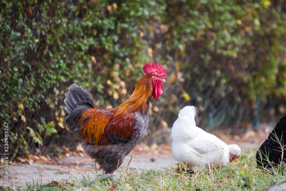 Fototapeta premium Rooster and hen in the garden on a farm - free breeding.