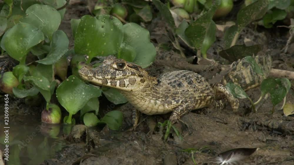 Yacare Caiman, juvenile, on river bank between water hyacinth, Pantanal, Brazil. Pan shot