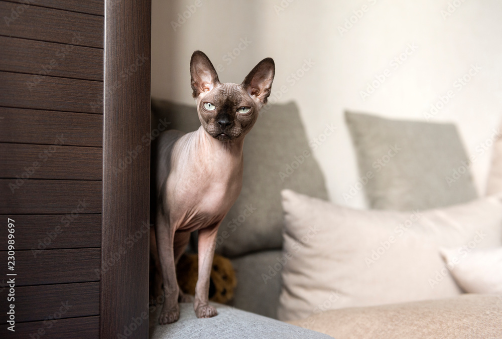 cat breed canadian Sphinx stands on its paws on the edge of the sofa, looking forward, bald cat