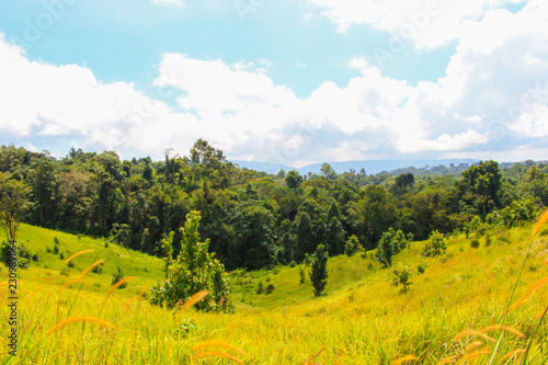 Green tree with grass land forest mountain landscape blue sky views at Khao yai national park Thailand