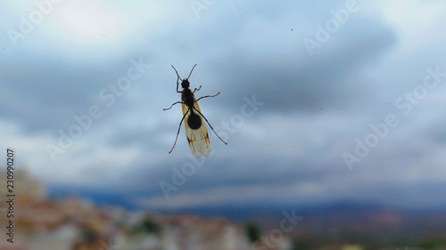 Flying queen ant on window against cloudy sky