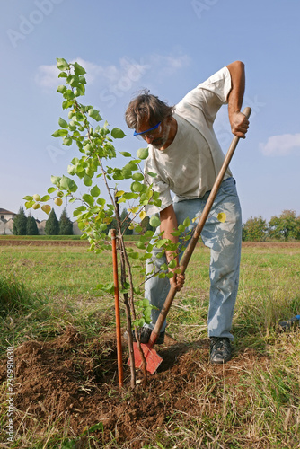 apricot tree transplant