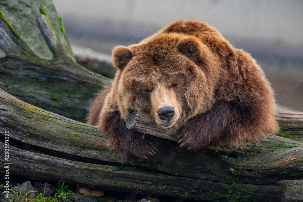 Fototapeta premium Eurasian brown bear sleeping on a rock on a nice sunny day.