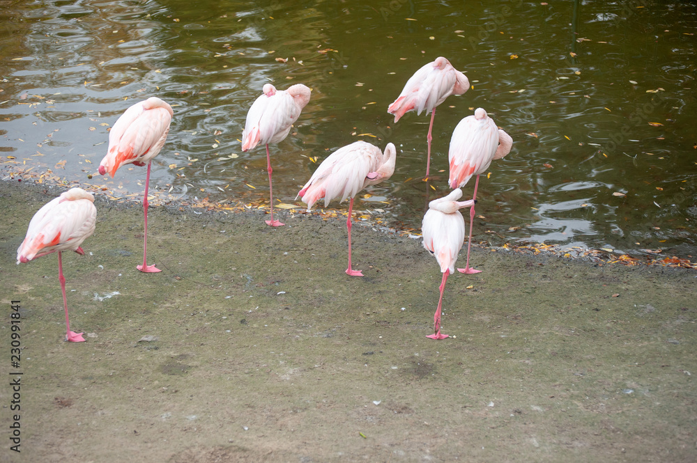 Pink flamingos stand on the shore of the lake with their heads folded