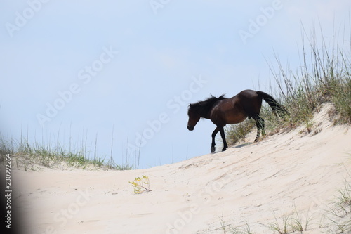 horse on a sand dune