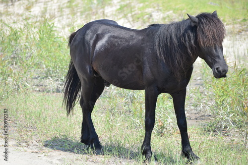 young wild pony