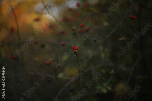 wild berries 