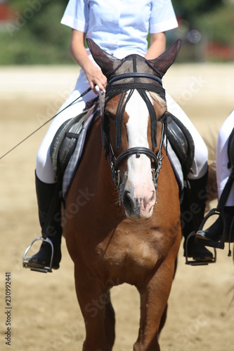 Beautiful sport horse with rider under saddle on natural background, equestrian sport © acceptfoto