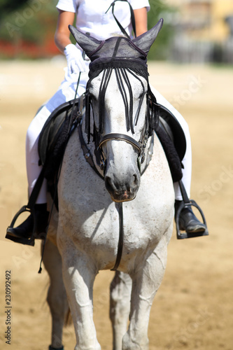 Beautiful sport horse with rider under saddle on natural background, equestrian sport