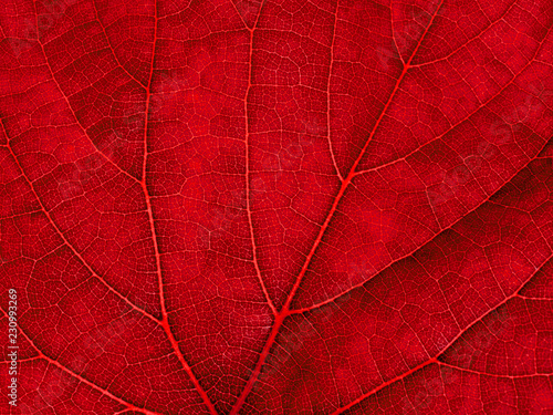 Macro of red grape leaf.