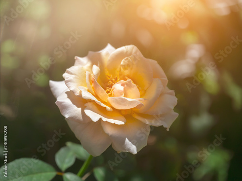 Soft orange rose flower