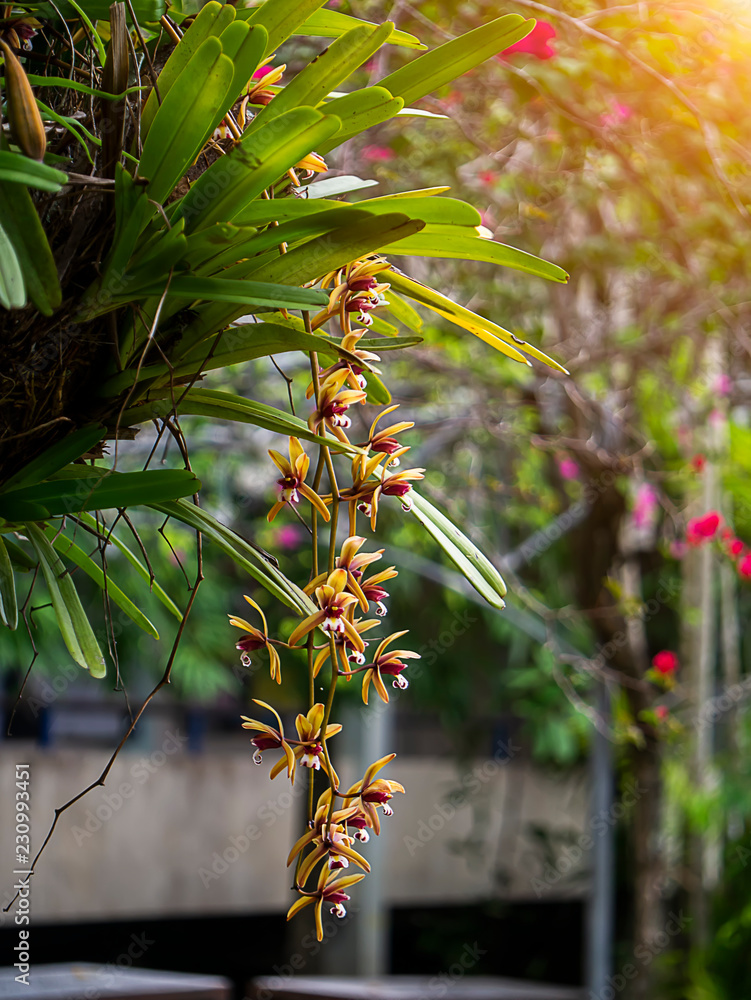 Fototapeta premium Cymbidium finlaysonianum flower.