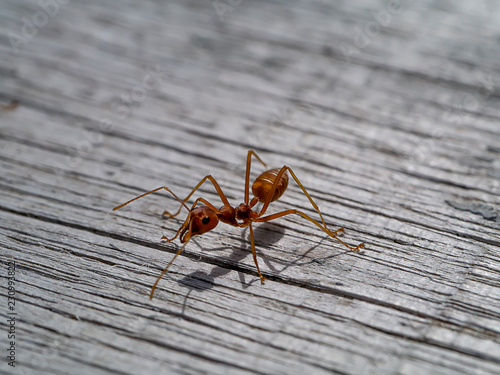 Red ant on old wooden with shadow.