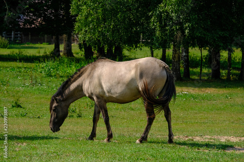 Konik horse from poland