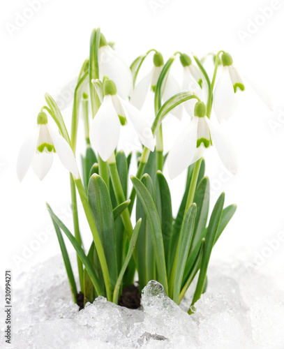 Wallpaper Mural Snowdrop flower isolated on white. Torontodigital.ca