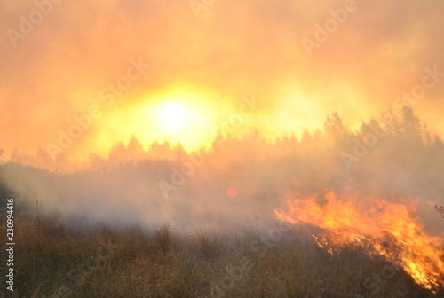 пожар в лесном массиве  © Алексей Русецкий