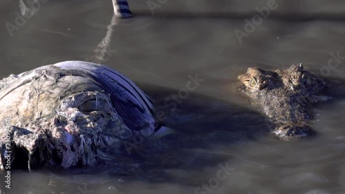 Crocodile eating dead zebra in a river stream in Maasai Mara triangle, Kenya