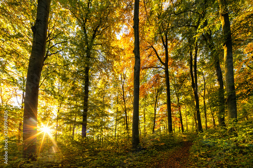 Sonnenaufgang im Herbstwald der Teck - Schwäbische Alb © Wolfgang